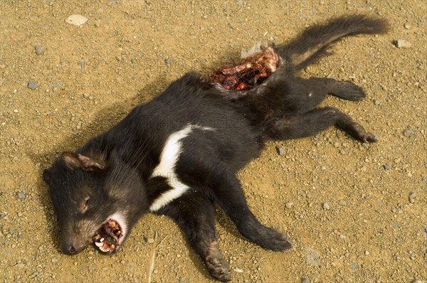 Tasmanian devil dead