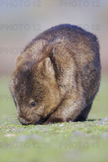 Naked-nosed wombat