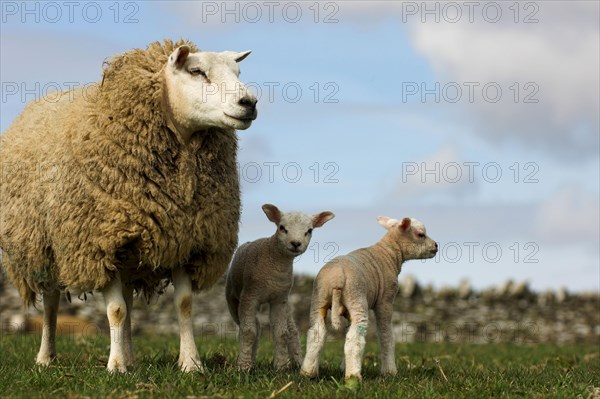 Domestic Sheep