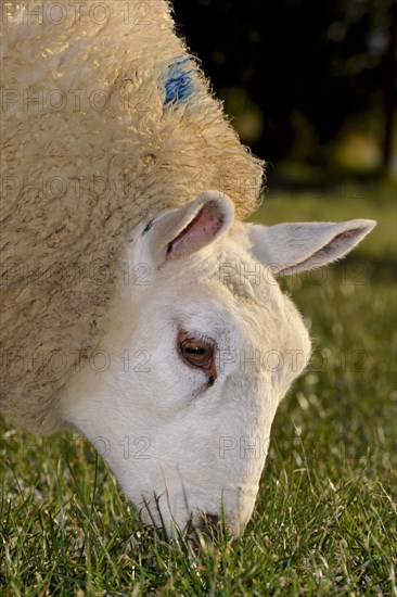 Domestic Sheep