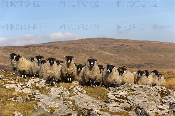 Domestic sheep