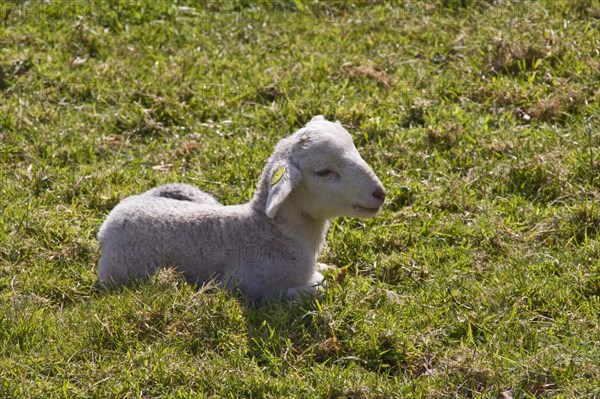 Wiltshire Horn Sheep