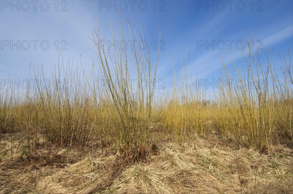 Biomass cultivation