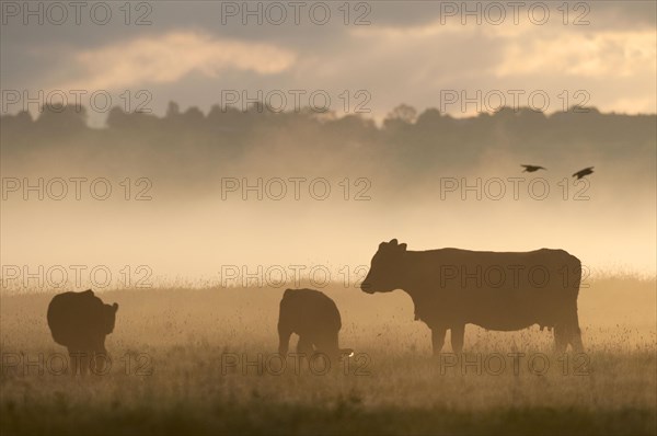 Domestic cattle