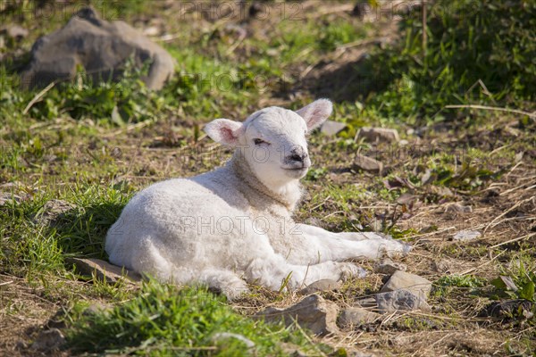 Domestic Sheep