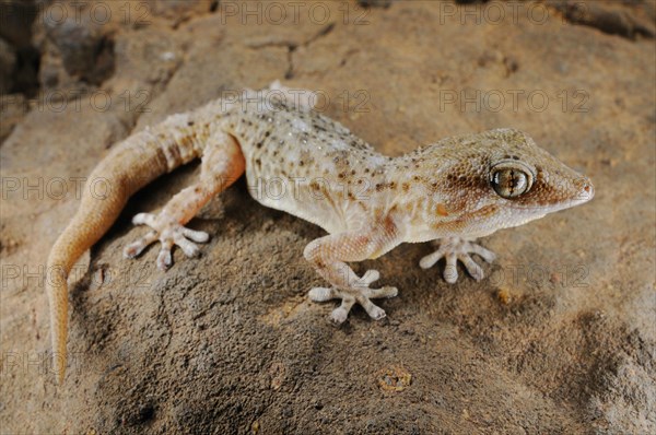 Tenerife geckos