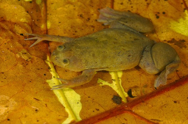 De Witte's Clawed Frog