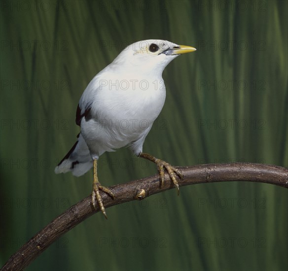 Acridotheres melanopterus