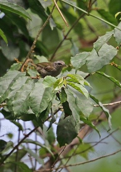 Little Grey Greenbul