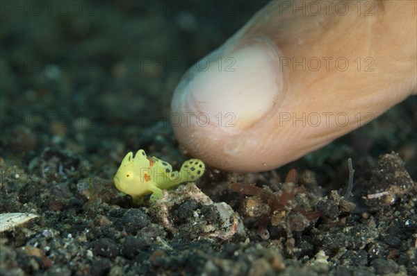 Round spotted frogfish