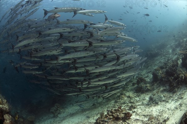 Darkfin Barracuda