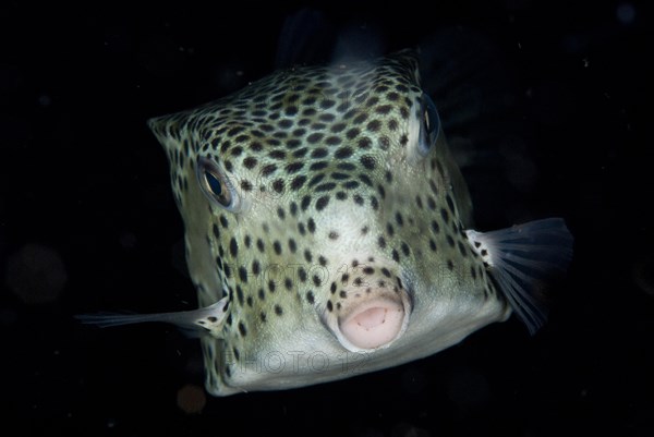 Shortnose Boxfish