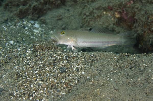 Sixspot Goby