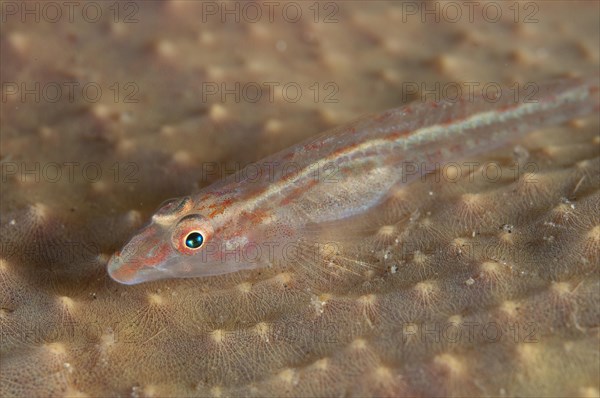 Sponge goby