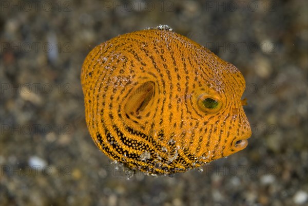 Star Pufferfish