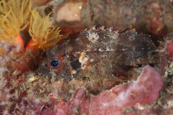 Scorpionfish