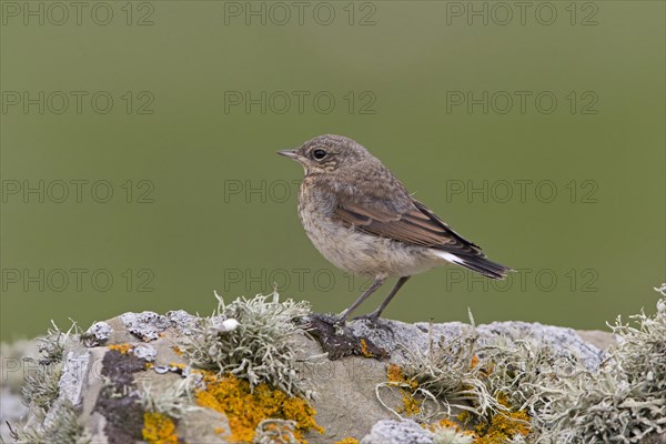 Northern Wheatear