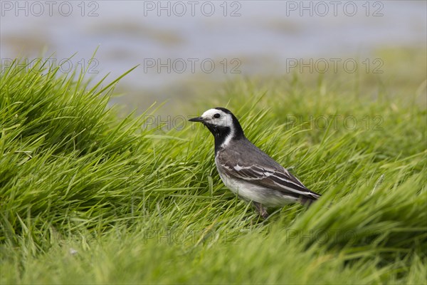 Pied Wagtail