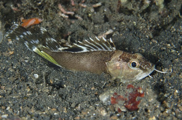 Bearded Waspfish