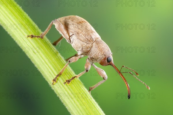 Chestnut Weevil