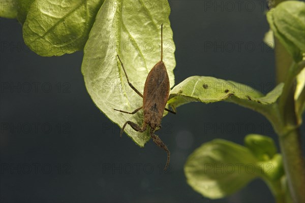 Water Scorpion