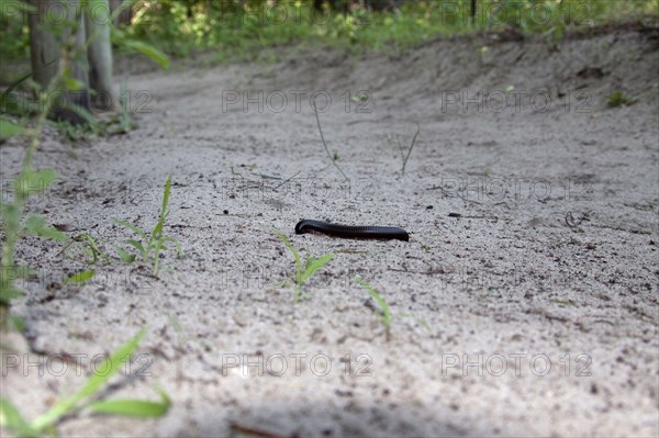 Millipedes