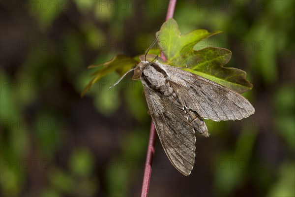 Pine hawk-moth