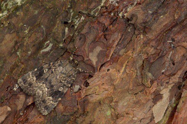 Red Underwing