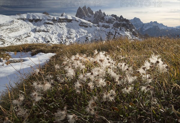 Mountain Avens