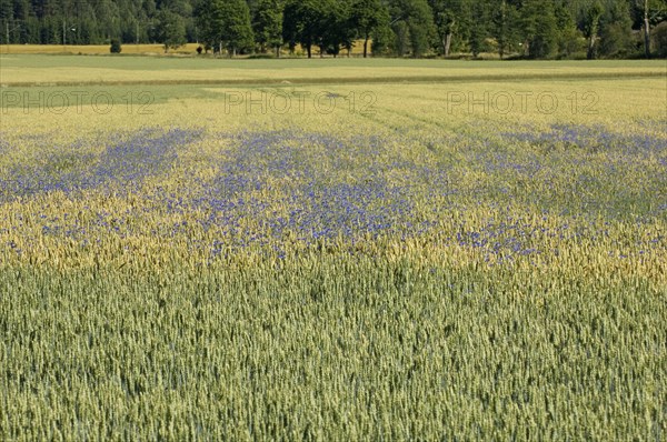 Cornflower