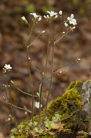 Meadow Saxifrage