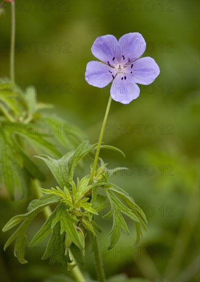 Meadow cranesbill