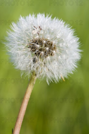 Common Dandelion