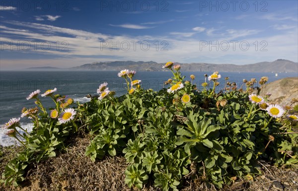 Seaside Fleabane