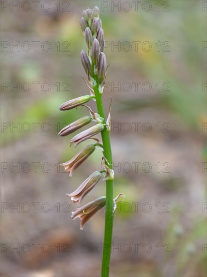 Flowering stem of brown bluebell