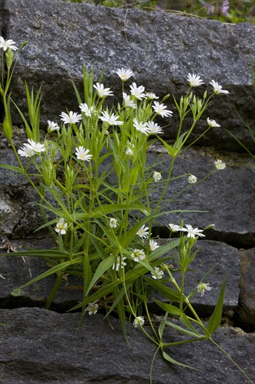 Greater Stitchwort flowering