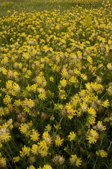 Kidney-vetch