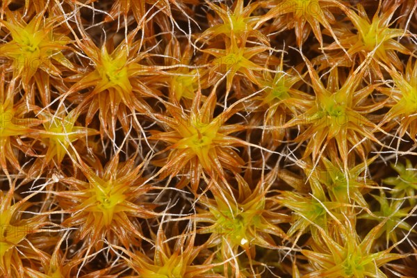 Golden Dune syntrichia ruralis