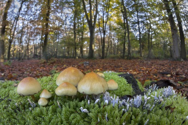 Sulphur Tuft