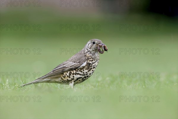 Mistle Thrush