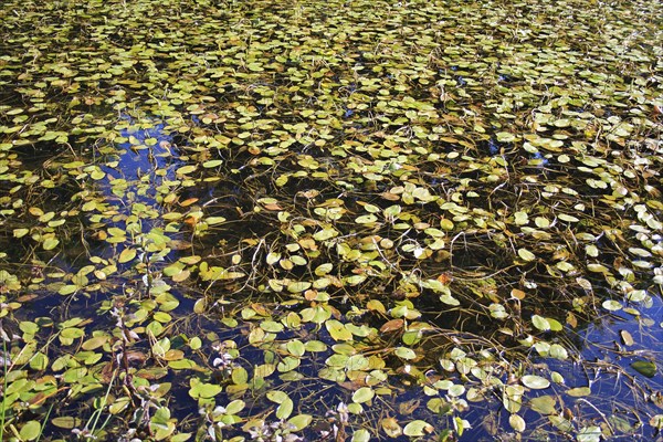 Broad-leaved Pondweed