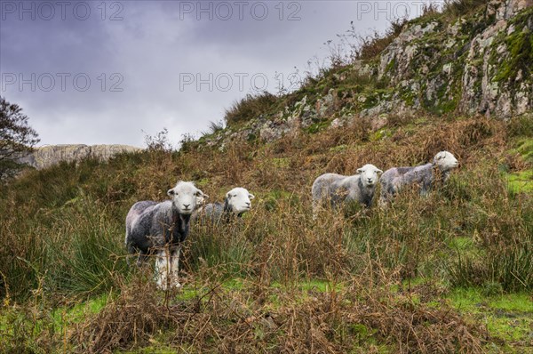 Domestic Sheep