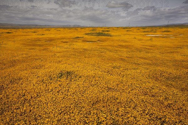 View of grassland habitat with Goldfields