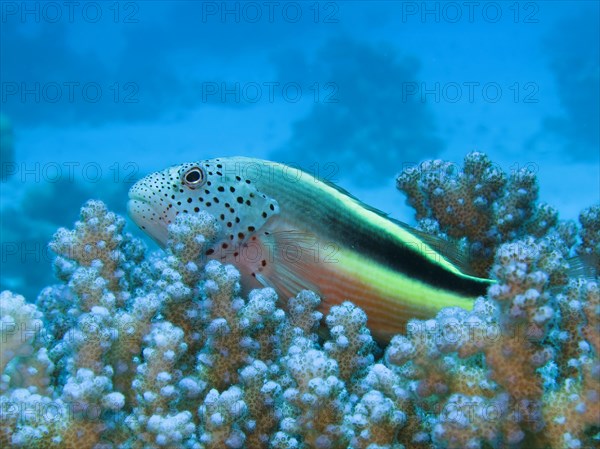Black-sided hawkfish