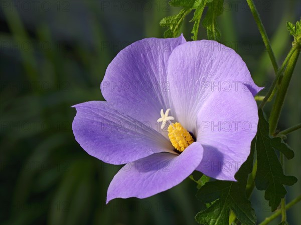 Lilac hibiscus