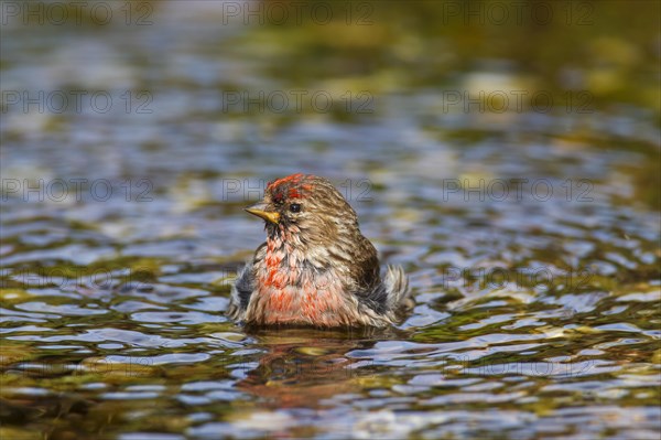 Common redpoll