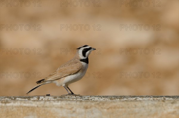 Temminck's horned lark