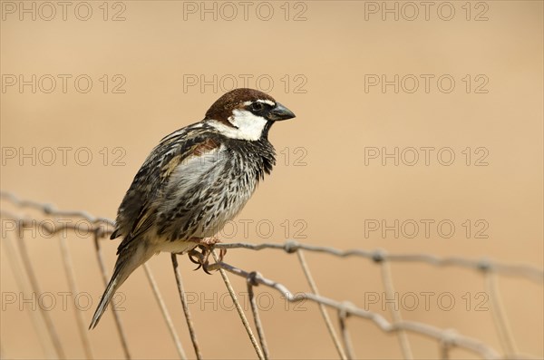 Willow Sparrow