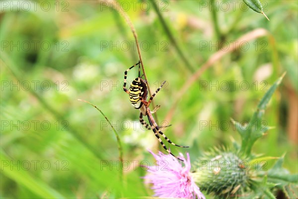 Wasp spider