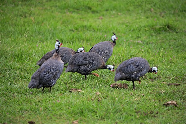 Helmeted Guineafowl